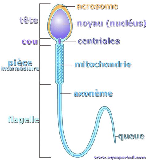 Spermatozoïde — Wikipédia